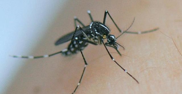 Ce qu’il faut savoir sur l’épidémie du virus Zika