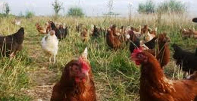 Des cas suspects de grippe aviaire confirmés au Burkina Faso