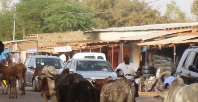 Togo: 10 éleveurs burkinabè arrêtés pour cause d’enquêtes sécuritaires