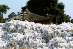 Le Mali redevient le premier producteur africain de coton